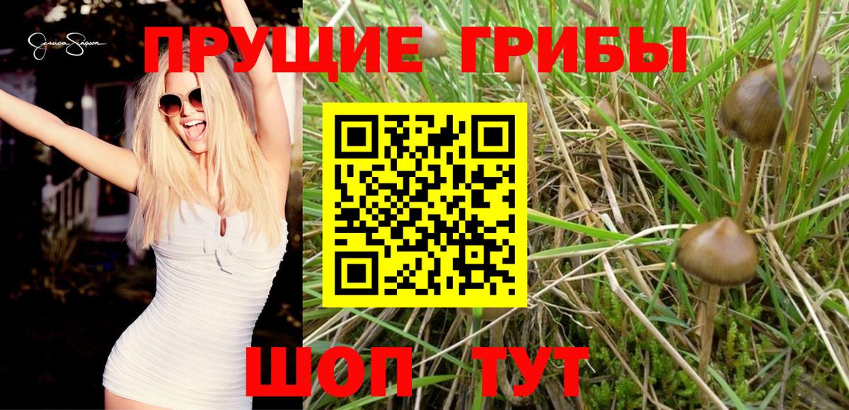 Псилоцибиновые грибы Cubensis Боровичи